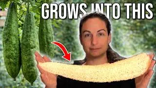 This Is How We Grow & Process Luffas For Sponges