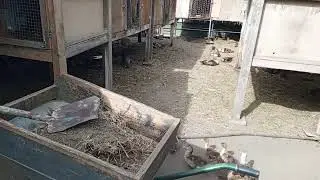 приборка у кроликов.