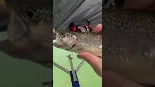 Ice fishing #shorts