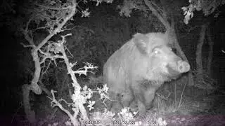 Video 5. Jabalí en el monte.