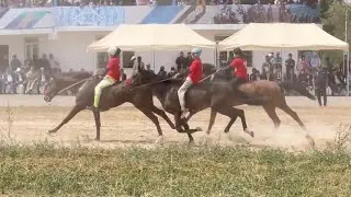 Beautiful Horse! Horses Running  #horse #horses #shorts