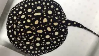 スーパーギャラクシー ダイヤモンドポルカ（メス）24センチ - Galaxy Stingray