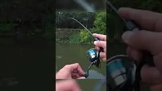 Поймал язя на мормышку | Мормышинг