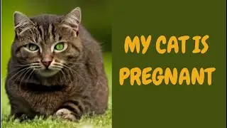 My Cat is Pregnant