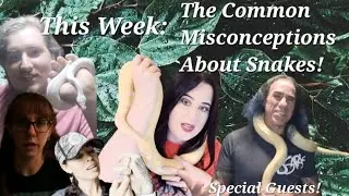 The Common Misconceptions About Snakes! 🐍 With Special Guest Speakers!