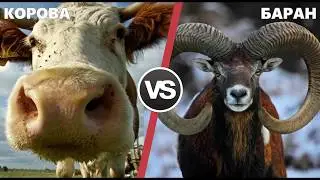 10 INCREDIBLE BATTLE OF ANIMALS FILMED ON CAMERA
