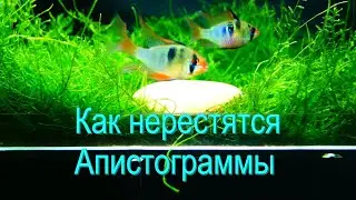 Как нерестятся Апистограммы