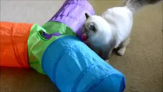 Ragdoll kitty having a blast with toys