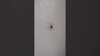 Big Fokken Spidor