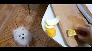 Рудольф ест апельсины))