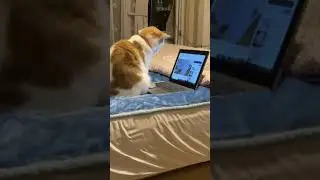 Luna using the laptop
