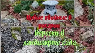 Новые хвойные растения в рокарии.Верески в ландшафте сада.