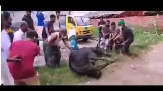 Cowmania Watch till the end