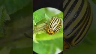 Борьба с колорадским жуком 