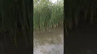 ч1.(архив)