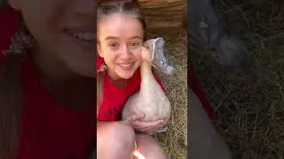 Goose Grisha