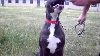 Claude at RSPCA Sheffield