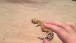 Fake tap on the animals ASMR layered sounds