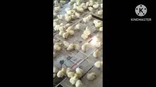 beautiful small chicken