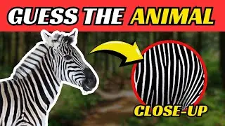 Guess the Animal | Can you guess the animal from the close-up?