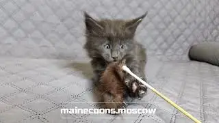 Мега мишка - голубой мальчишка Мейн-кун, открыт резерв.