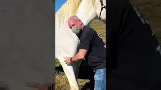 PERCHERON WITH AN ACHEY SHOULDER 🐴 Animal Chiropractor