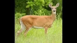 Deer