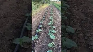 ОГУРЕЦ. Два урожая за сезон. ОКТОПУС и АКОРД.