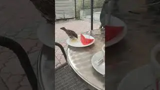le moineau part 2