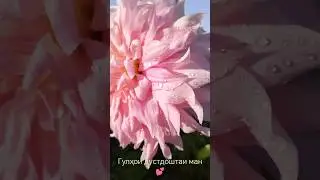 🌅 🌺🌺🌺🌺🌺🌺🌺🌺🌺