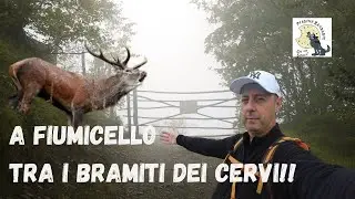 CAMMINIAMO TRA I BRAMITI DEI CERVI