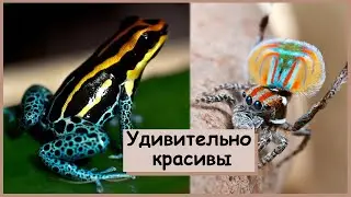 Самые красивые существа на планете/ УДИВИТЕЛЬНО КРАСИВЫЕ