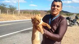 Gato do Mato ou Gato Pardo