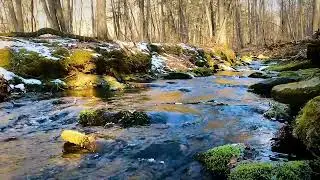 #Relaxing Creek in the forest Nature Sounds Stress Relief Ambient Sounds   Sleep  Relax Study   HD