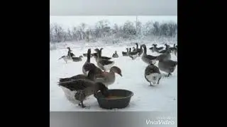 БАЛАМИШКИН