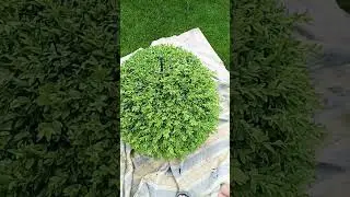 Формування кулі із самшиту