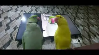 Indian ringneck in serious mood