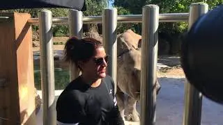 Feeding Rhino in Miami Zoo