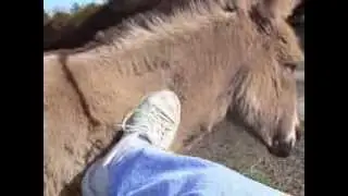 Lilly's FULL body foot massage