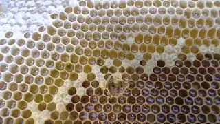 Bees hatching? MAYBE!