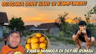 SUASANA SORE HARI DI KAMPUNGKU SEJUK‼️DI TAMBAH MEMANEN MANGGA DEPAN RUMAH
