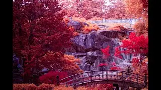 POV: Infrared Photography (Maymont)