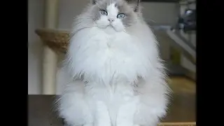 20 самых эксклюзивных кошек мира