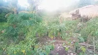 Tanaman Cabe dan Terong Kelompok Tani Maju Bersama Desa Magho Linyo