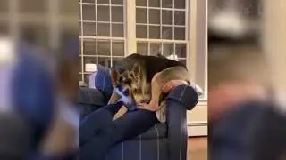 🤣 Funniest 🐶 Dogs And 😻Cats   Try Not To Laugh   Best Of The Funny Animal Videos 2020