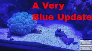 125 gallon reef tank update - 5 17 19