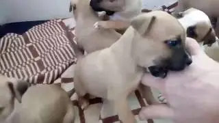 Angry staffordshire puppy