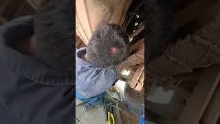 Scania Truck, how to replace starter motor, not start engine