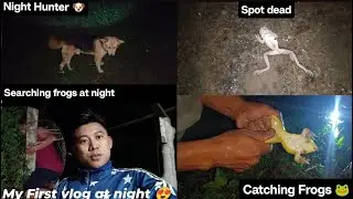 Catching Frogs at night | In the jungle | Hunting frogs #video -73 #part1 #northeast