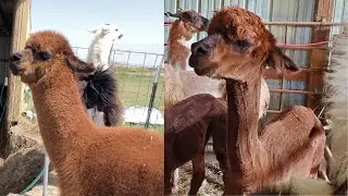 Shearing Day 2022